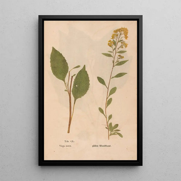 Reproductie van het schilderij Ectypa vegetabilium Pl150 - Christian Gottlieb Ludwig