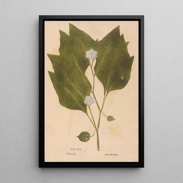 Ectypa vegetabilium Pl151 - Christian Gottlieb Ludwig — ingelijst kunstwerk aan de muur