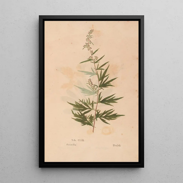 Ectypa vegetabilium Pl153 - Christian Gottlieb Ludwig — ingelijst kunstwerk aan de muur