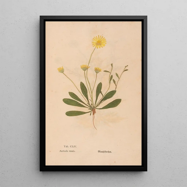 Ectypa vegetabilium Pl154 - Christian Gottlieb Ludwig — ingelijst kunstwerk aan de muur