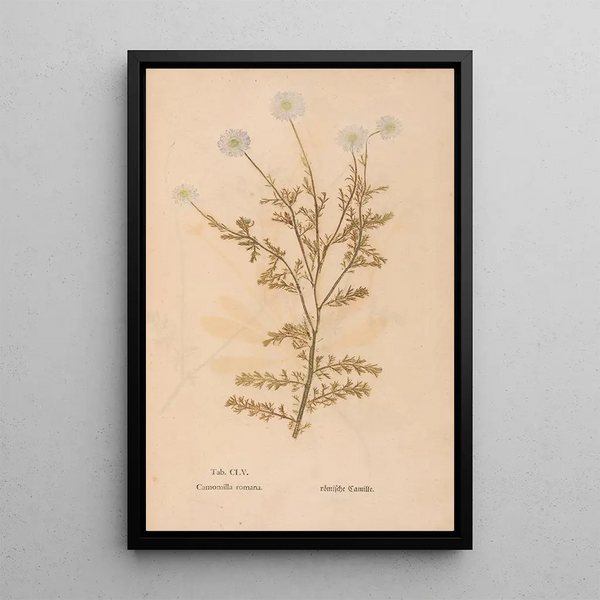 Reproductie van het schilderij Ectypa vegetabilium Pl155 - Christian Gottlieb Ludwig