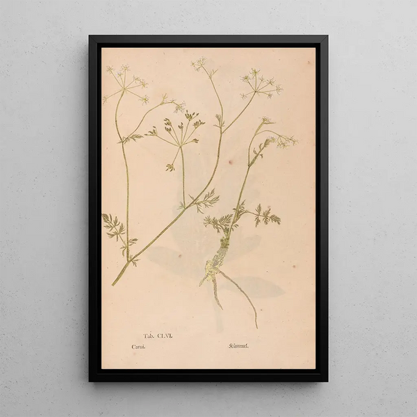 Ectypa vegetabilium Pl156 - Christian Gottlieb Ludwig — ingelijst kunstwerk aan de muur