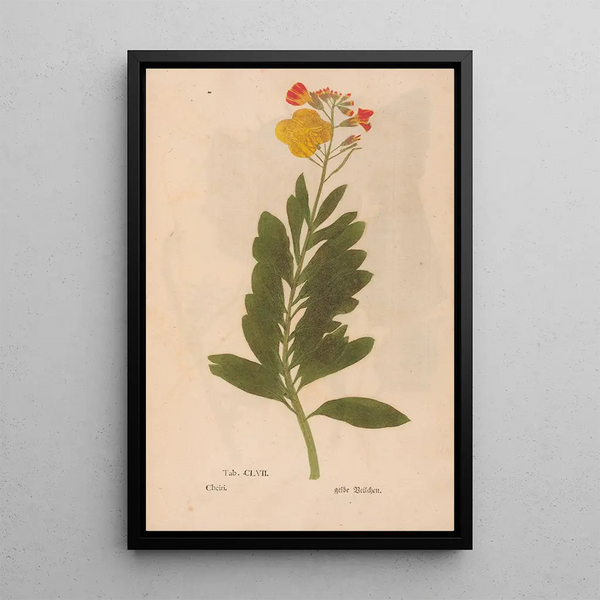 Reproductie van het schilderij Ectypa vegetabilium Pl157 - Christian Gottlieb Ludwig
