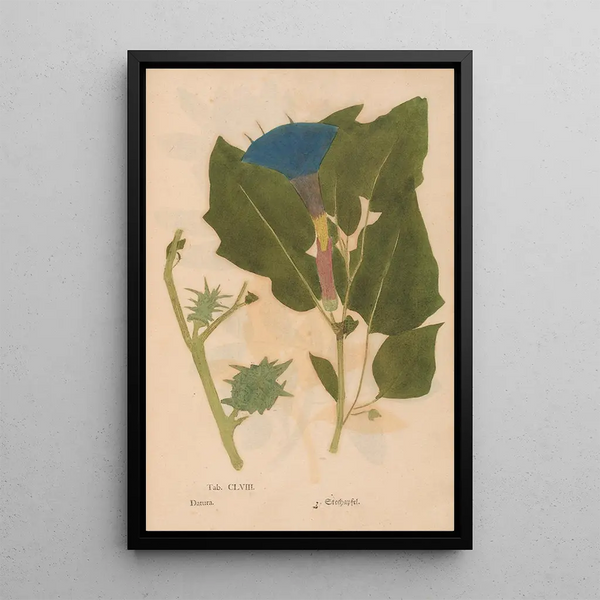 Ectypa vegetabilium Pl158 - Christian Gottlieb Ludwig — ingelijst kunstwerk aan de muur
