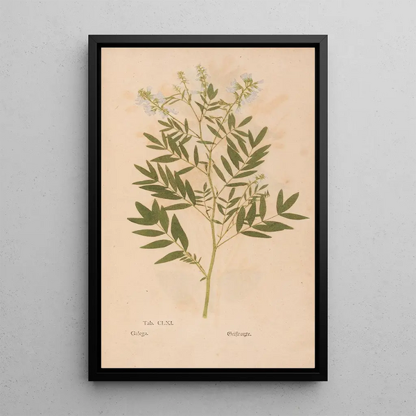 Ectypa vegetabilium Pl161 - Christian Gottlieb Ludwig — ingelijst kunstwerk aan de muur