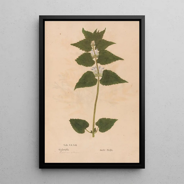 Reproductie van het schilderij Ectypa vegetabilium Pl162 - Christian Gottlieb Ludwig
