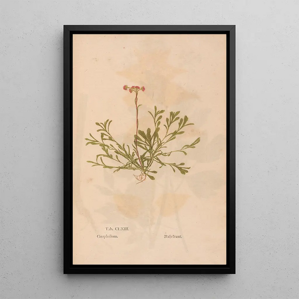 Ectypa vegetabilium Pl163 - Christian Gottlieb Ludwig — ingelijst kunstwerk aan de muur