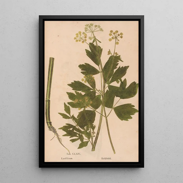 Ectypa vegetabilium Pl164 - Christian Gottlieb Ludwig — ingelijst kunstwerk aan de muur