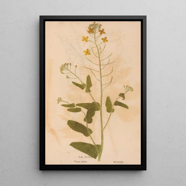 Reproductie van het schilderij Ectypa vegetabilium Pl165 - Christian Gottlieb Ludwig