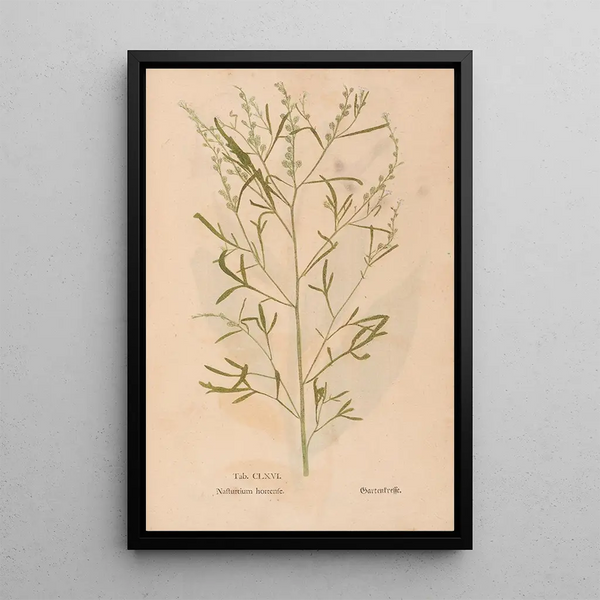 Ectypa vegetabilium Pl166 - Christian Gottlieb Ludwig — ingelijst kunstwerk aan de muur