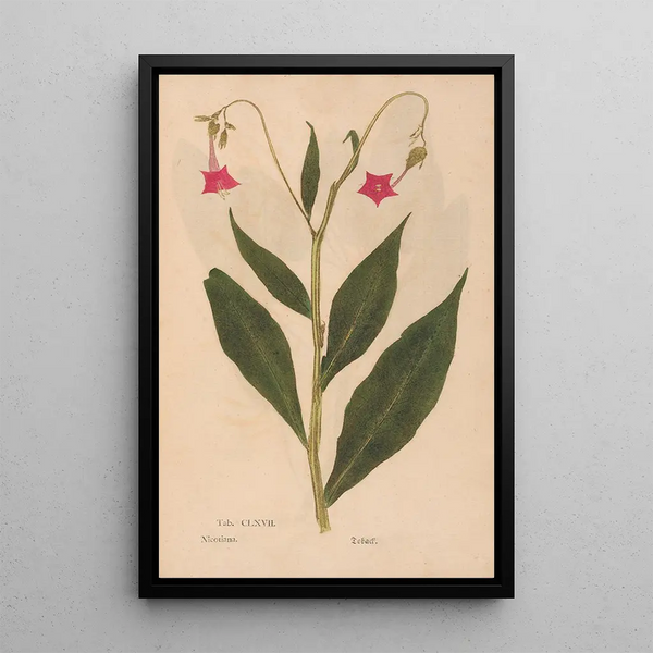 Reproductie van het schilderij Ectypa vegetabilium Pl167 - Christian Gottlieb Ludwig