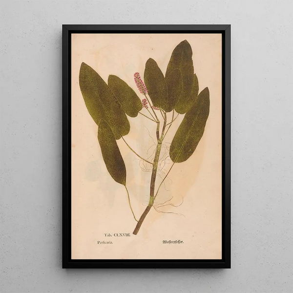 Ectypa vegetabilium Pl168 - Christian Gottlieb Ludwig — ingelijst kunstwerk aan de muur