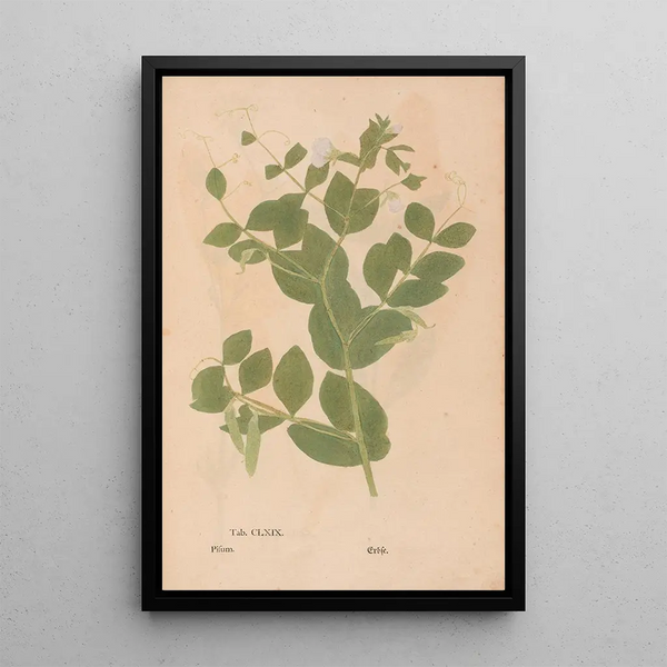 Reproductie van het schilderij Ectypa vegetabilium Pl169 - Christian Gottlieb Ludwig