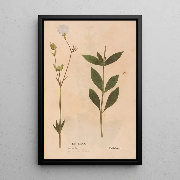 Ectypa vegetabilium Pl170 - Christian Gottlieb Ludwig — ingelijst kunstwerk aan de muur