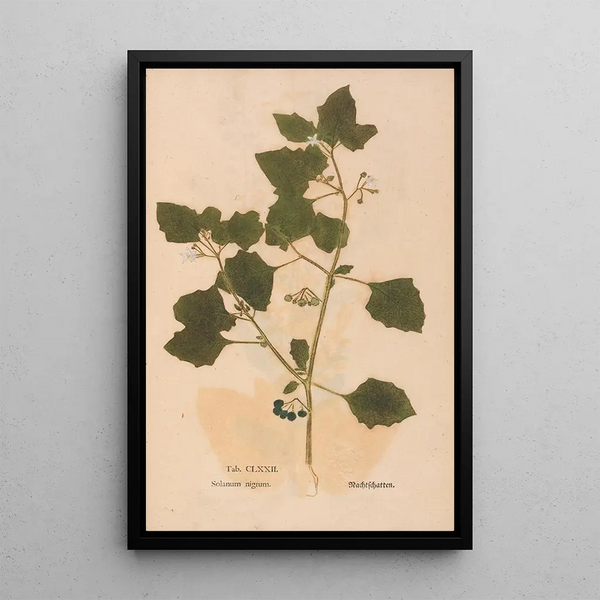 Ectypa vegetabilium Pl172 - Christian Gottlieb Ludwig — ingelijst kunstwerk aan de muur