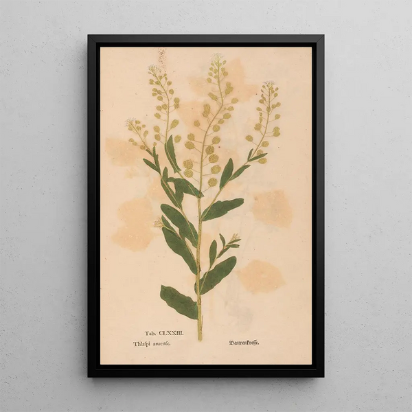Reproductie van het schilderij Ectypa vegetabilium Pl173 - Christian Gottlieb Ludwig