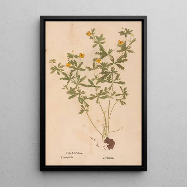 Reproductie van het schilderij Ectypa vegetabilium Pl174 - Christian Gottlieb Ludwig