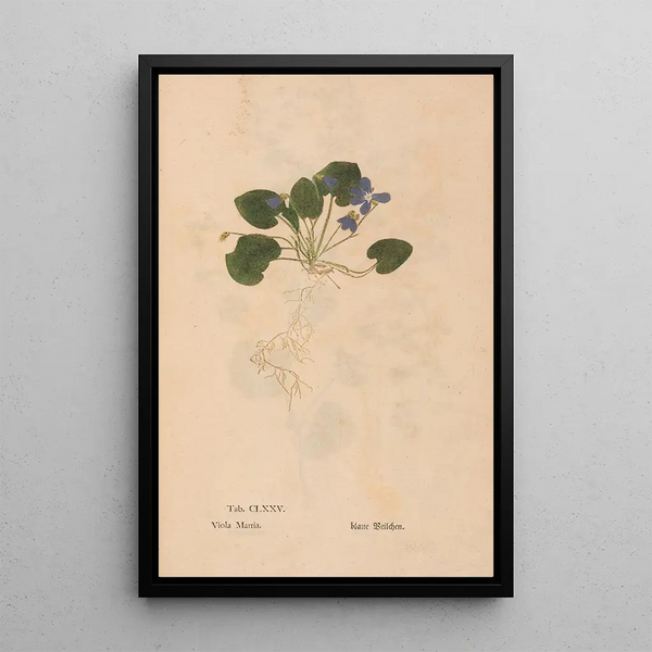 Ectypa vegetabilium Pl175 - Christian Gottlieb Ludwig — ingelijst kunstwerk aan de muur