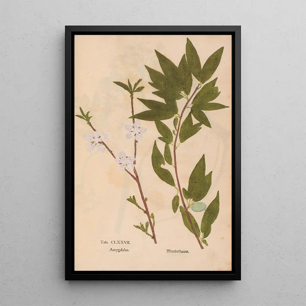 Ectypa vegetabilium Pl177 - Christian Gottlieb Ludwig — ingelijst kunstwerk aan de muur