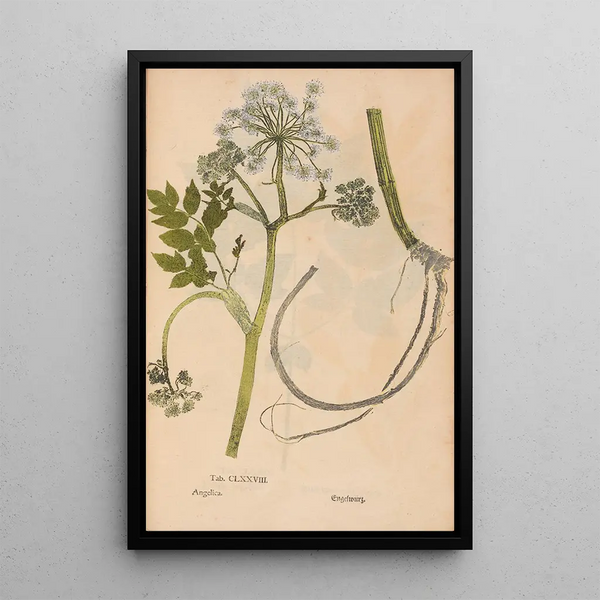 Reproductie van het schilderij Ectypa vegetabilium Pl178 - Christian Gottlieb Ludwig