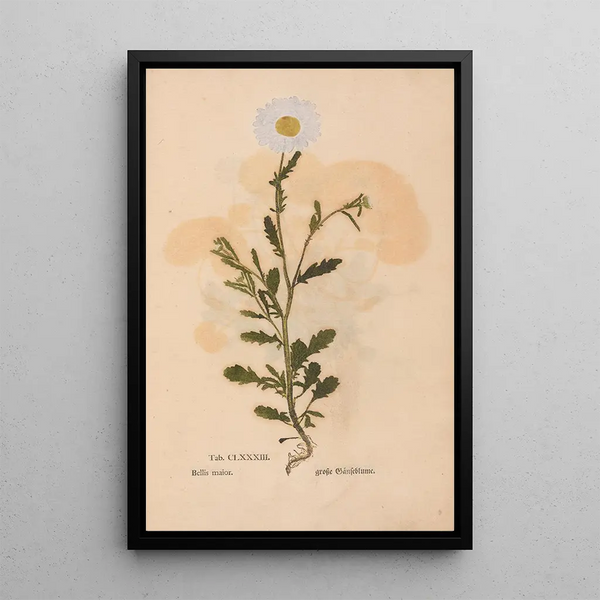 Ectypa vegetabilium Pl183 - Christian Gottlieb Ludwig — ingelijst kunstwerk aan de muur