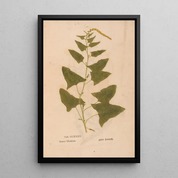Reproductie van het schilderij Ectypa vegetabilium Pl185 - Christian Gottlieb Ludwig