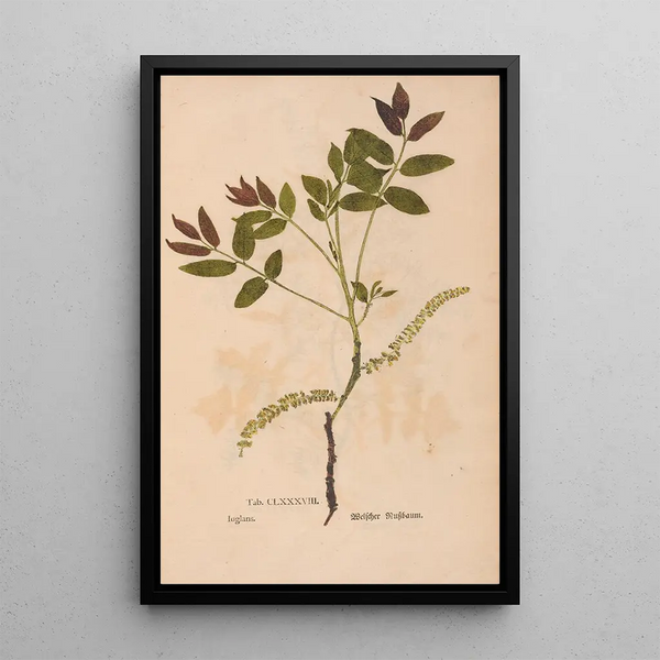 Ectypa vegetabilium Pl188 - Christian Gottlieb Ludwig — ingelijst kunstwerk aan de muur