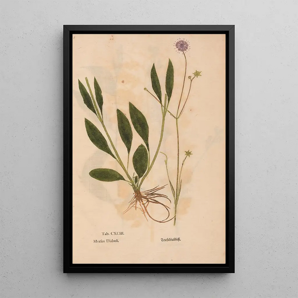 Reproductie van het schilderij Ectypa vegetabilium Pl193 - Christian Gottlieb Ludwig