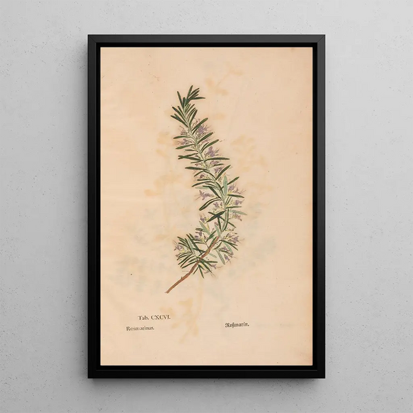 Reproductie van het schilderij Ectypa vegetabilium Pl196 - Christian Gottlieb Ludwig