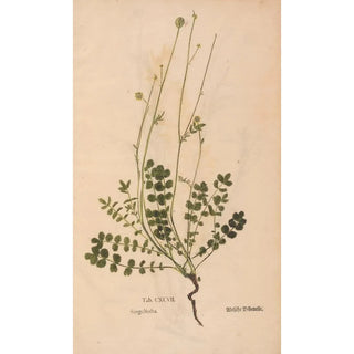 Christian Gottlieb Ludwig - Ectypa vegetabilium Pl197.webp