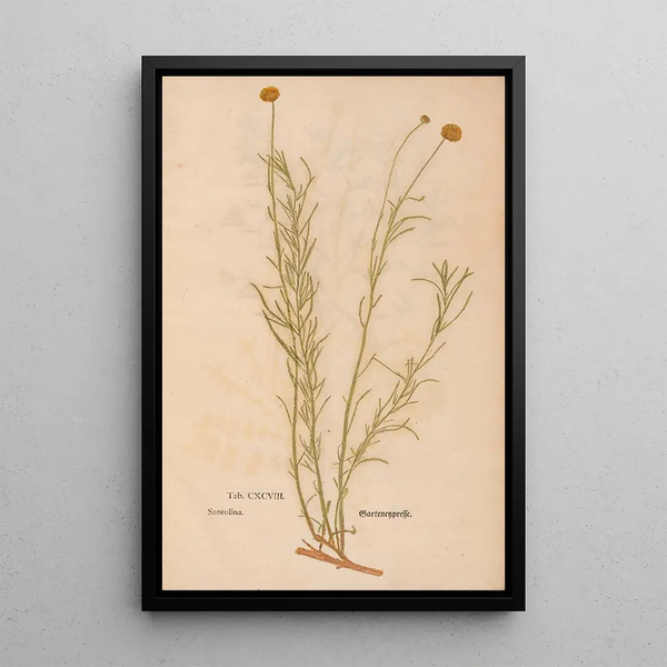 Reproductie van het schilderij Ectypa vegetabilium Pl198 - Christian Gottlieb Ludwig