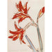 Amaryllis rood - Christian Rohlfs — weergave van het kunstwerk