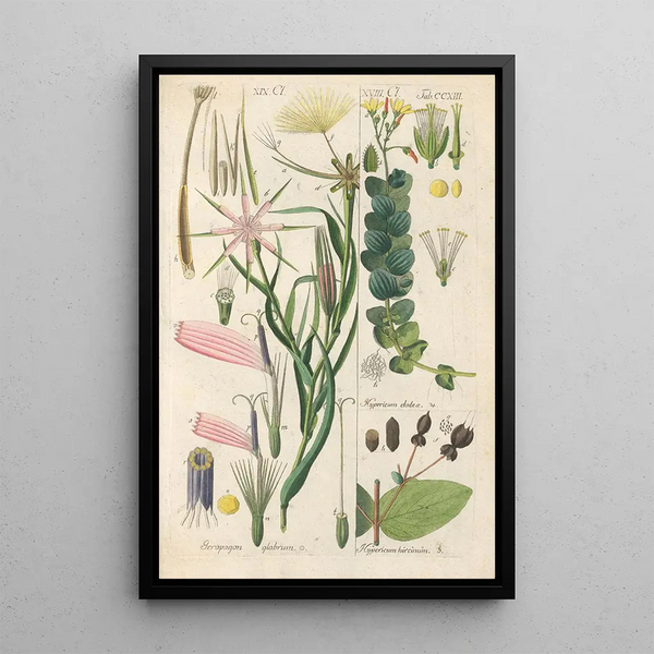 Botanical Manual Painting Pl01 - Christian Schkuhr — framed artwork on a wall