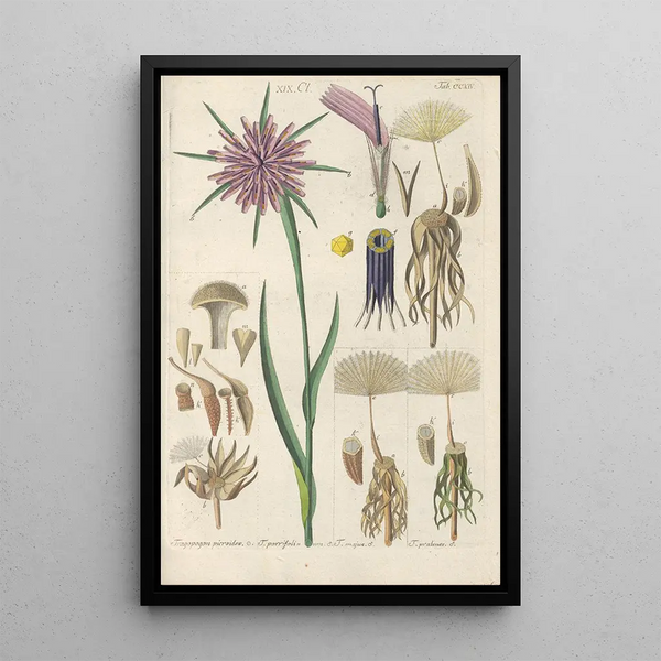 Reproduction of the painting Botanical Manual Painting Pl02 - Christian Schkuhr