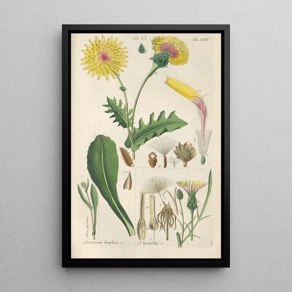 Botanical Manual Painting Pl03 - Christian Schkuhr — framed artwork on a wall