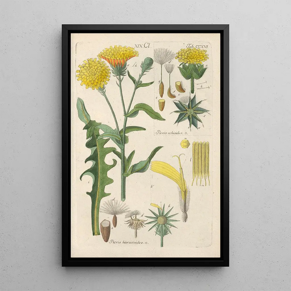 Botanical Manual Painting Pl04 - Christian Schkuhr — framed artwork on a wall