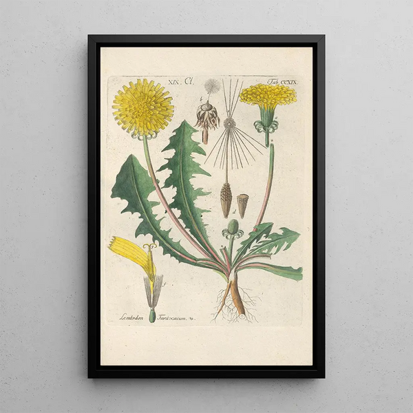 Reproduction of the painting Botanical Manual Painting Pl07 - Christian Schkuhr
