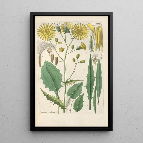 Reproduction of the painting Botanical Manual Painting Pl09 - Christian Schkuhr