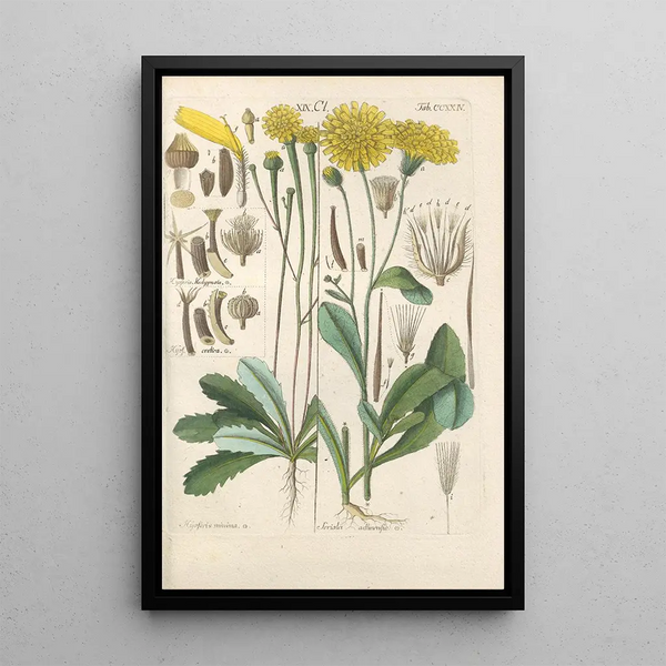 Botanical Manual Painting Pl12 - Christian Schkuhr — framed artwork on a wall