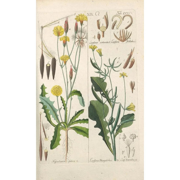 Botanical Manual Painting Pl13 - Christian Schkuhr — framed artwork on a wall