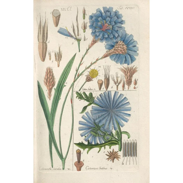 Botanical Manual Painting Pl14 - Christian Schkuhr — framed artwork on a wall