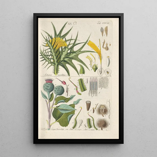 Botanical Manual Painting Pl15 - Christian Schkuhr — framed artwork on a wall