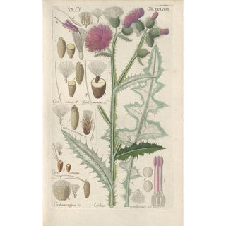 Christian Schkuhr - Botanisches Handbuch Pl16.webp