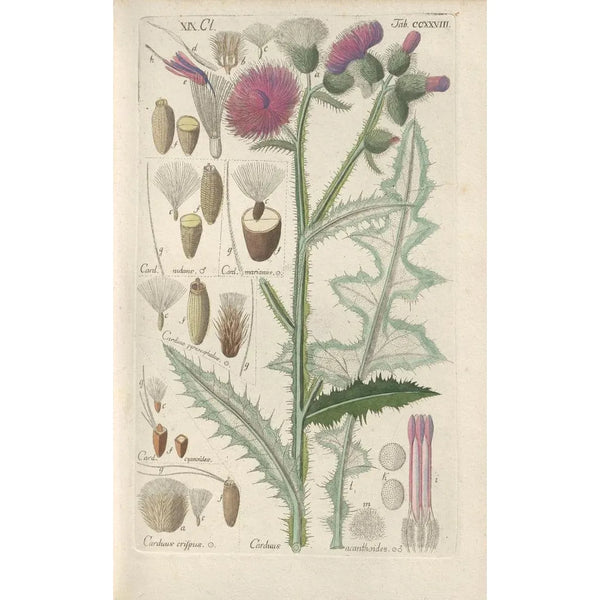 Botanical Manual Painting Pl16 - Christian Schkuhr — framed artwork on a wall
