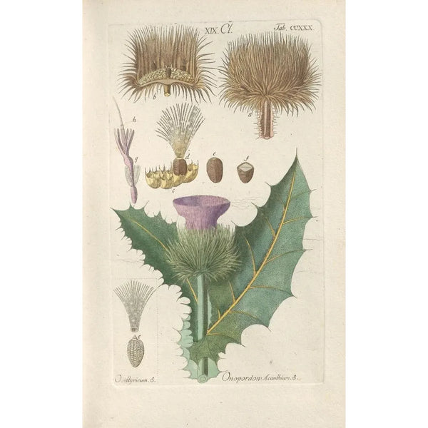 Botanical Manual Painting Pl18 - Christian Schkuhr — framed artwork on a wall