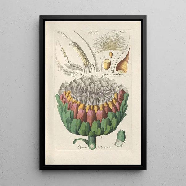 Botanical Manual Painting Pl19 - Christian Schkuhr — framed artwork on a wall