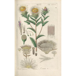 Christian Schkuhr - Botanisches Handbuch Pl20.webp