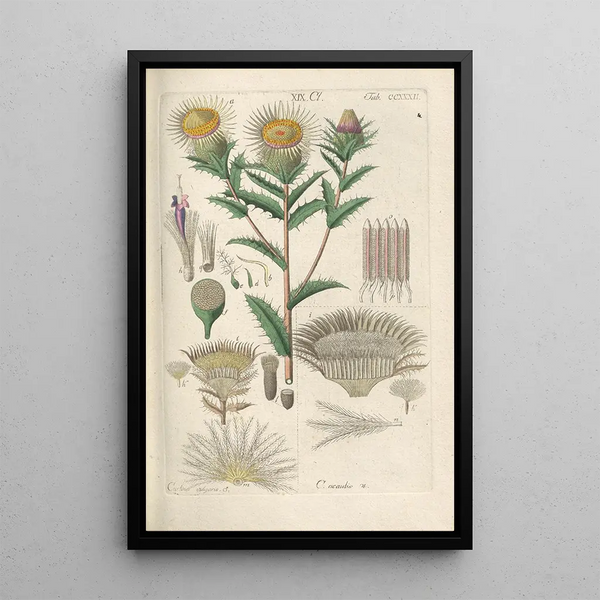 Botanical Manual Painting Pl20 - Christian Schkuhr — framed artwork on a wall