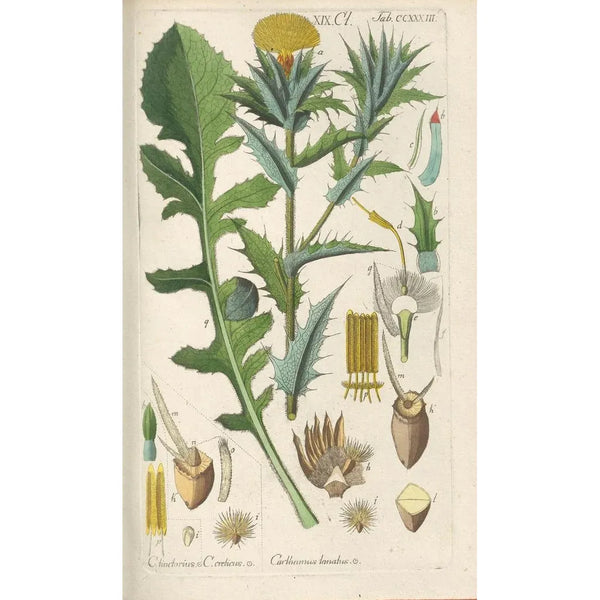 Botanical Manual Painting Pl21 - Christian Schkuhr — framed artwork on a wall