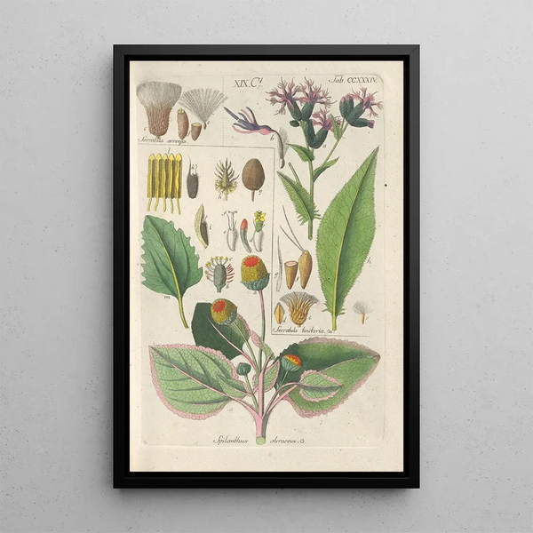 Botanical Manual Painting Pl22 - Christian Schkuhr — framed artwork on a wall